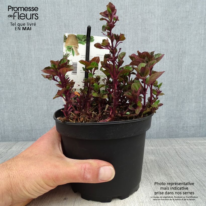 Spécimen de Menthe chocolat - Mentha x piperita schocominzev Pot de 1.5L/2L tel que livré au printemps
