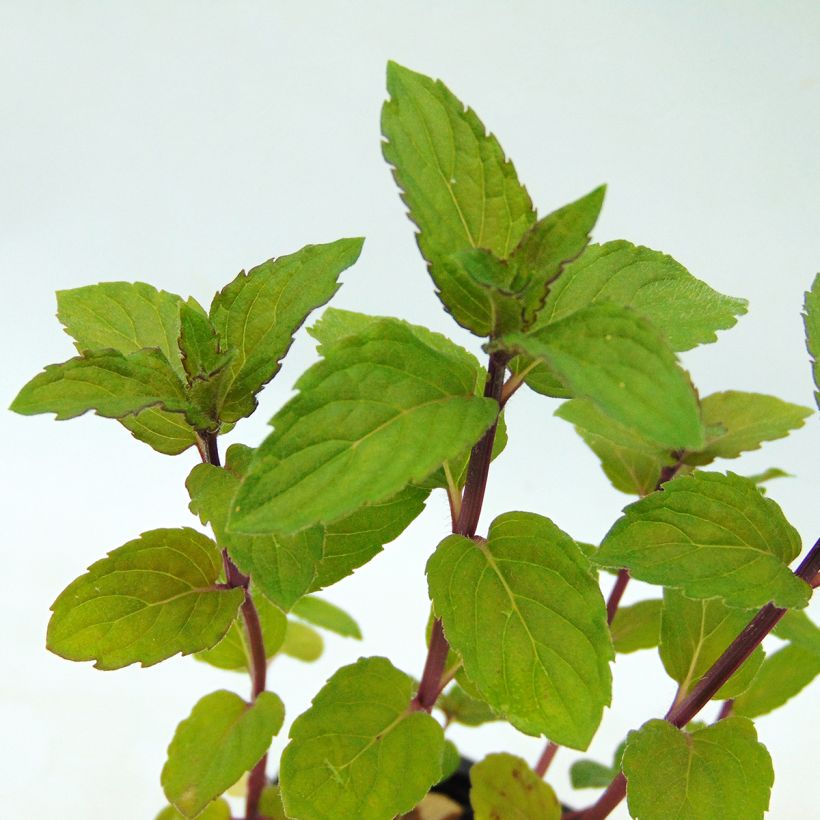 Menthe chocolat - Mentha x piperita schocominze (Feuillage)