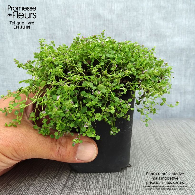 Spécimen de Menthe de Corse - Mentha requienii Godet de 8/9 cm tel que livré en été