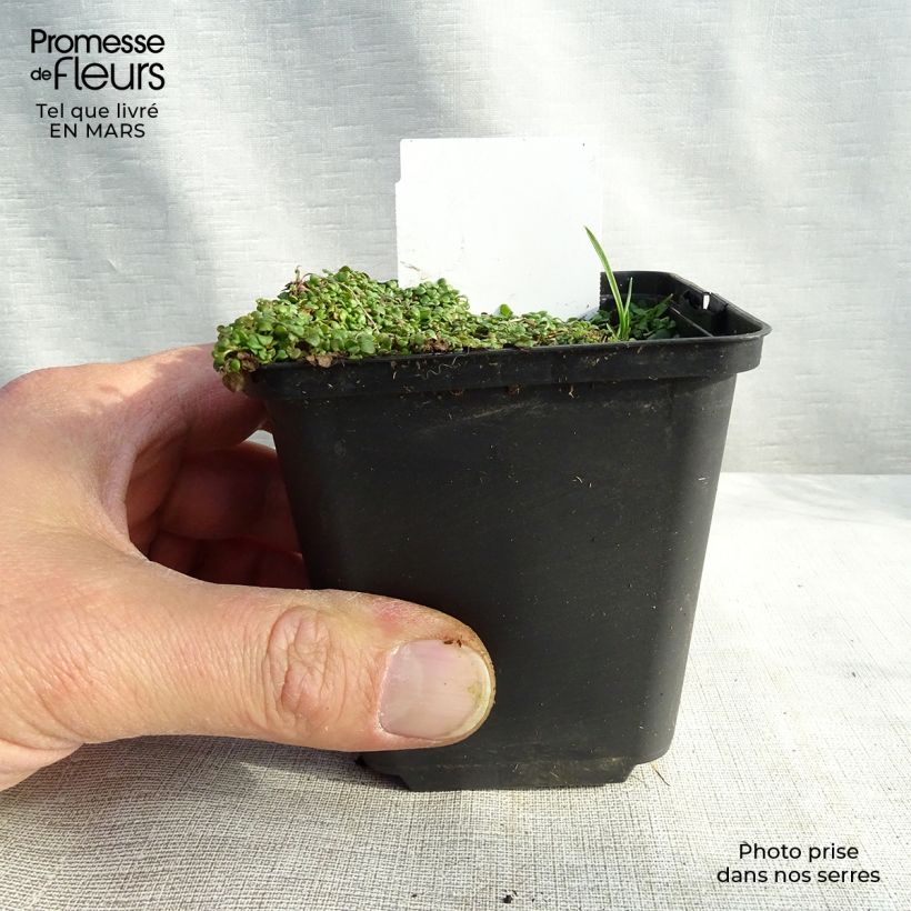Spécimen de Menthe de Corse - Mentha requienii Godet de 9cm tel que livré au printemps