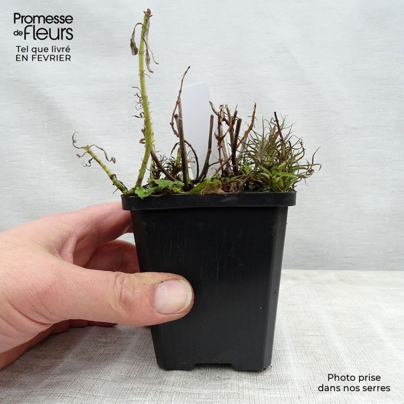 Spécimen de Menthe des Cerfs - Mentha cervina tel que livré en hiver