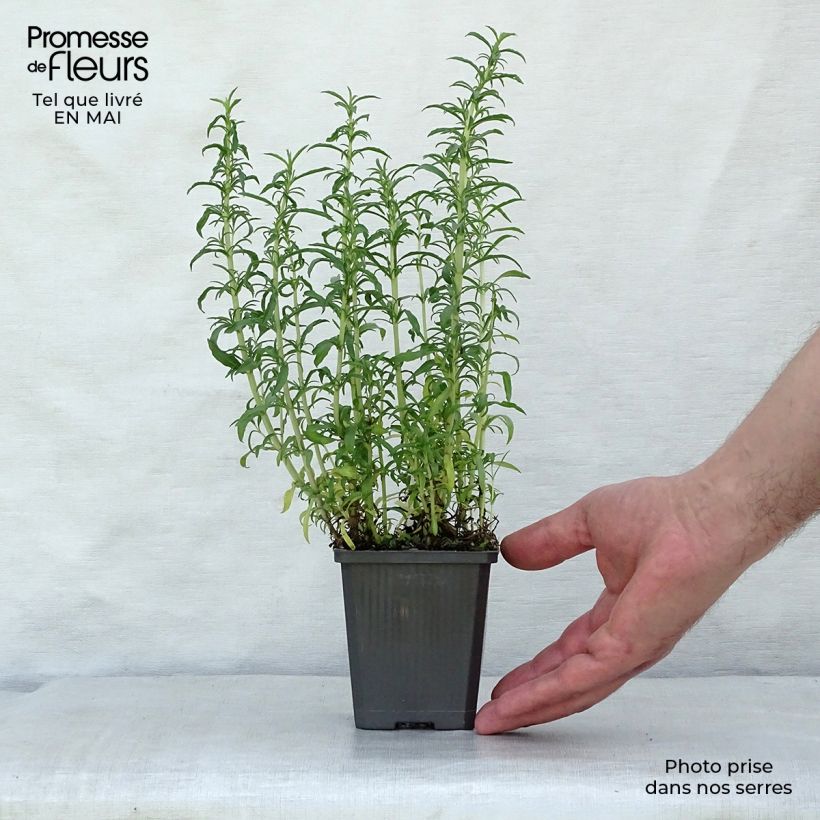 Spécimen de Menthe des Cerfs - Mentha cervina Godet de 8 cm tel que livré au printemps