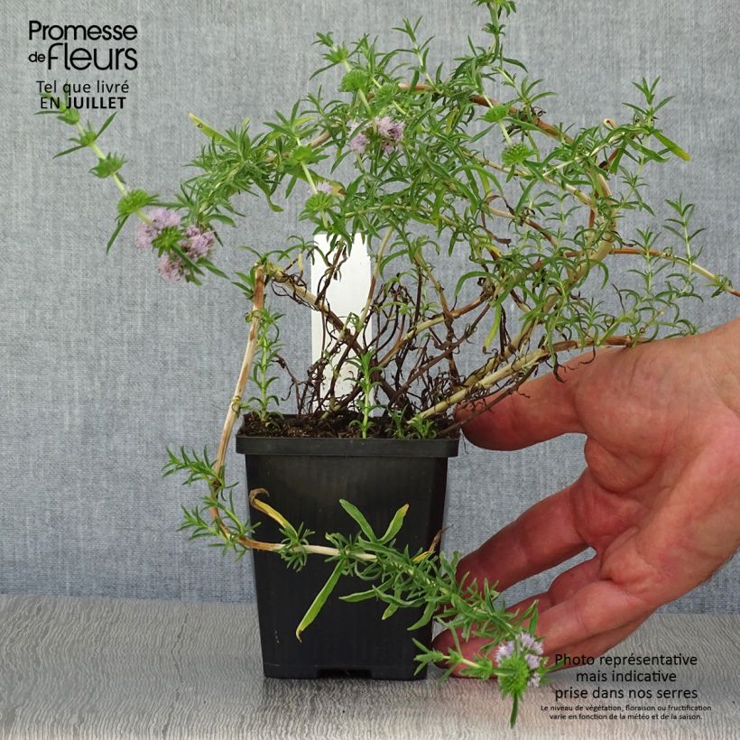 Spécimen de Menthe des Cerfs - Mentha cervina Godet de 8/9 cm tel que livré en été