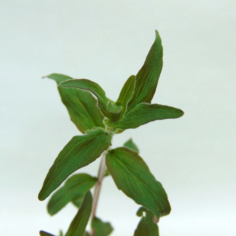 Menthe des montagnes d'Amérique - Pycnanthemum pilosum (Feuillage)