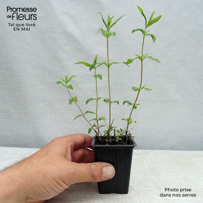 Spécimen de Menthe des montagnes d'Amérique - Pycnanthemum pilosum Godet de 8 cm tel que livré au printemps