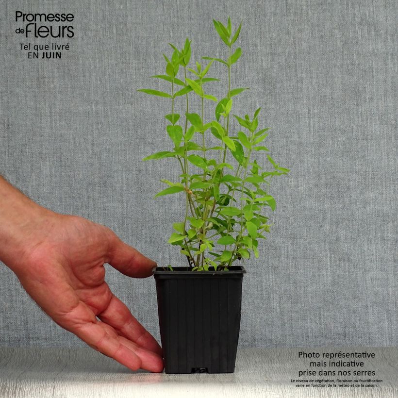 Spécimen de Menthe des montagnes d'Amérique - Pycnanthemum pilosum Godet de 8/9 cm tel que livré en été