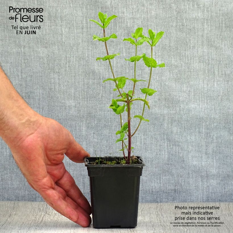 Spécimen de Menthe espagnole en plants BIO tel que livré en ete
