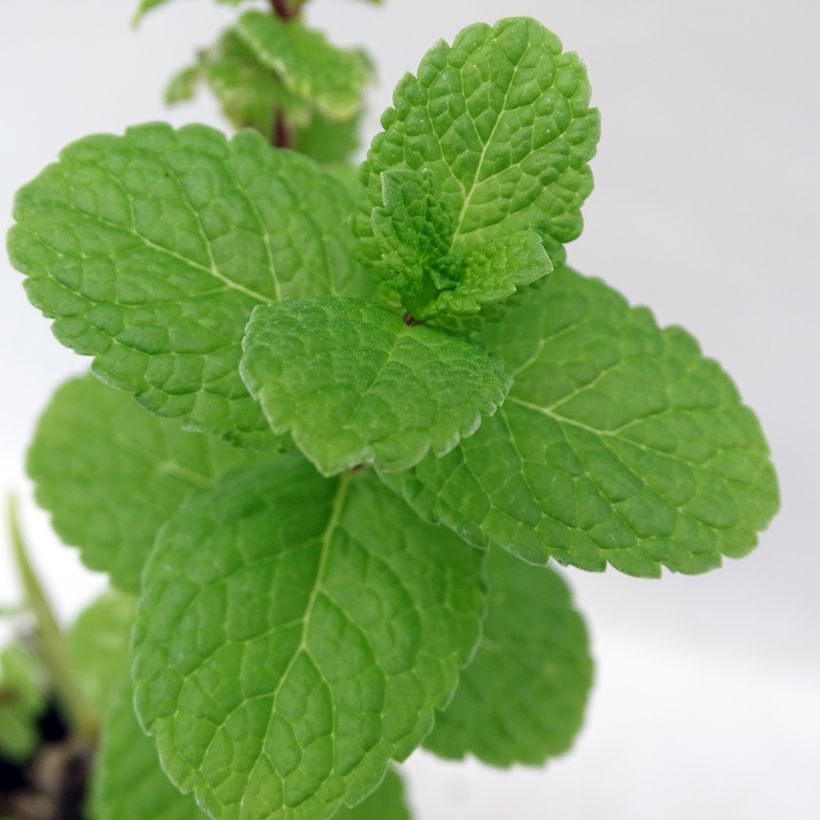 Menthe espagnole - Mentha spicata Spanish (Feuillage)