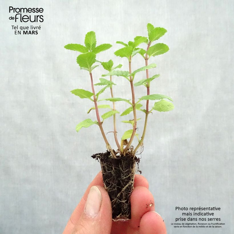 Spécimen de Menthe espagnole en plants BIO Mini-motte 3 cm tel que livré au printemps