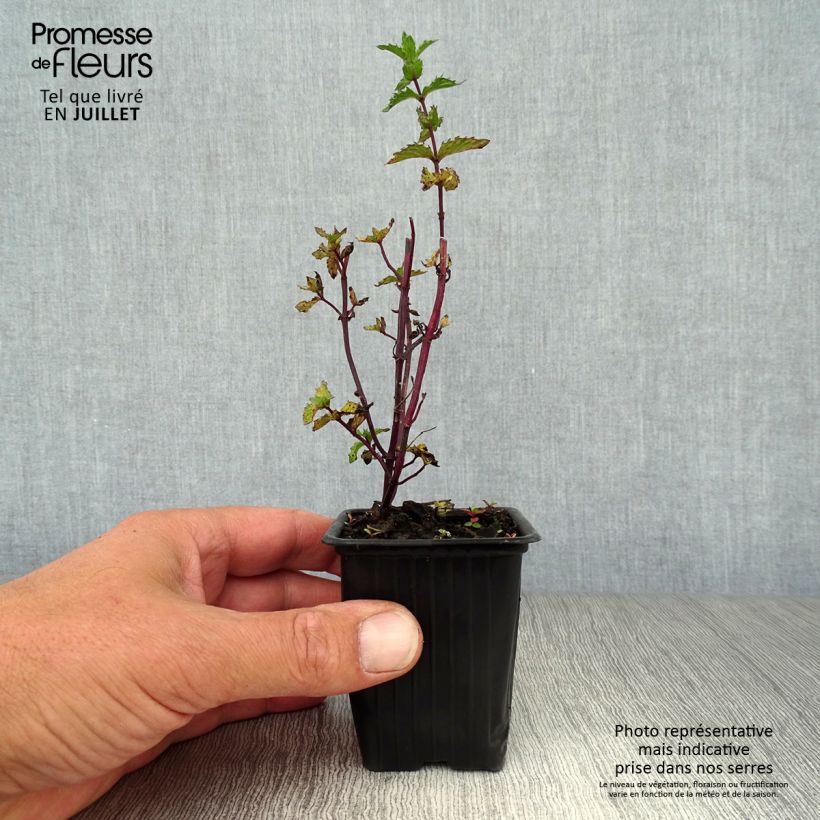 Spécimen de Menthe frisée ou crépue BIO - Mentha spicata Crispa Godet de 8/9 cm tel que livré en été