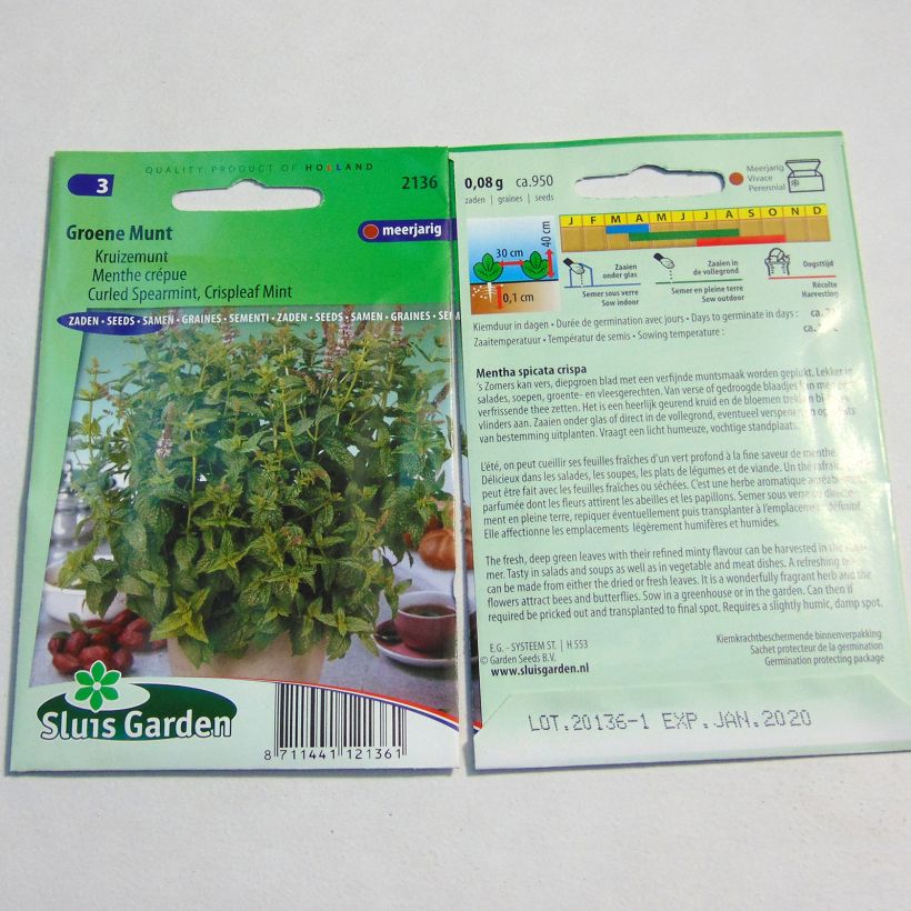 Exemple de spécimen de Menthe frisée ou crépue - Mentha spicata Crispa tel que livré