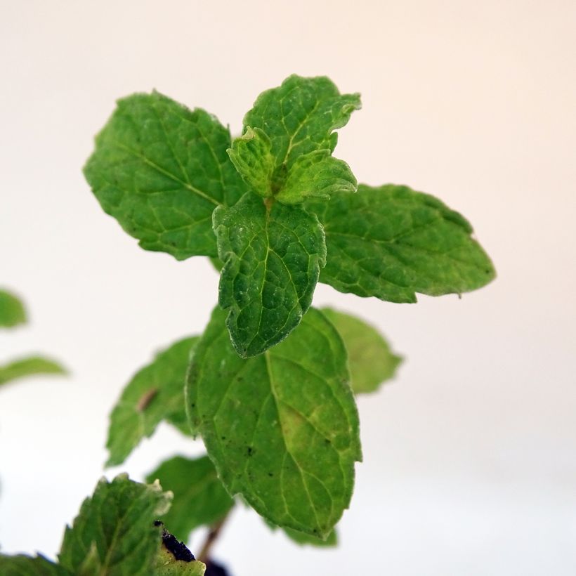 Menthe frisée ou crépue BIO - Mentha spicata Crispa (Feuillage)