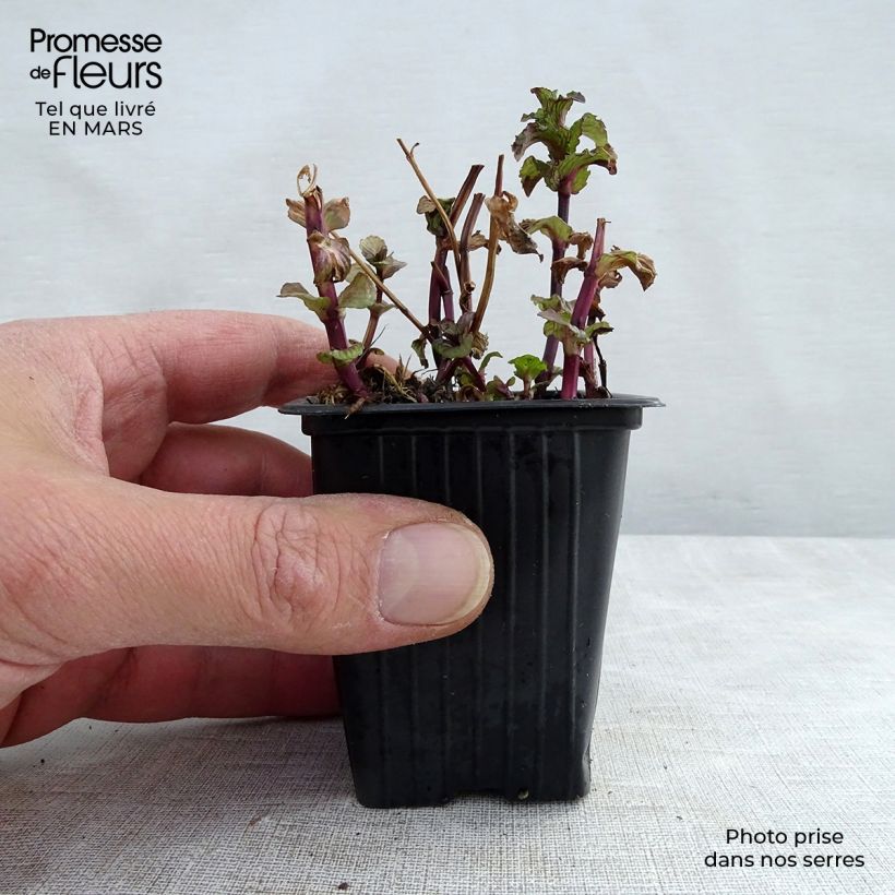 Spécimen de Menthe frisée ou crépue BIO - Mentha spicata Crispa Godet de 8 cm tel que livré au printemps