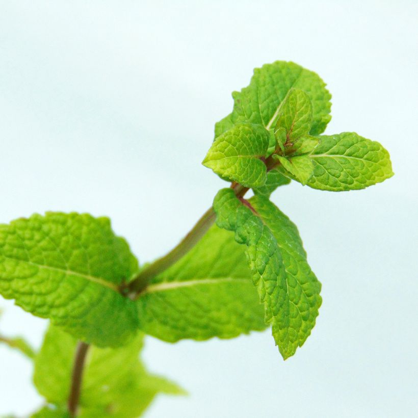 Menthe marocaine - Mentha spicata Nannah (Feuillage)