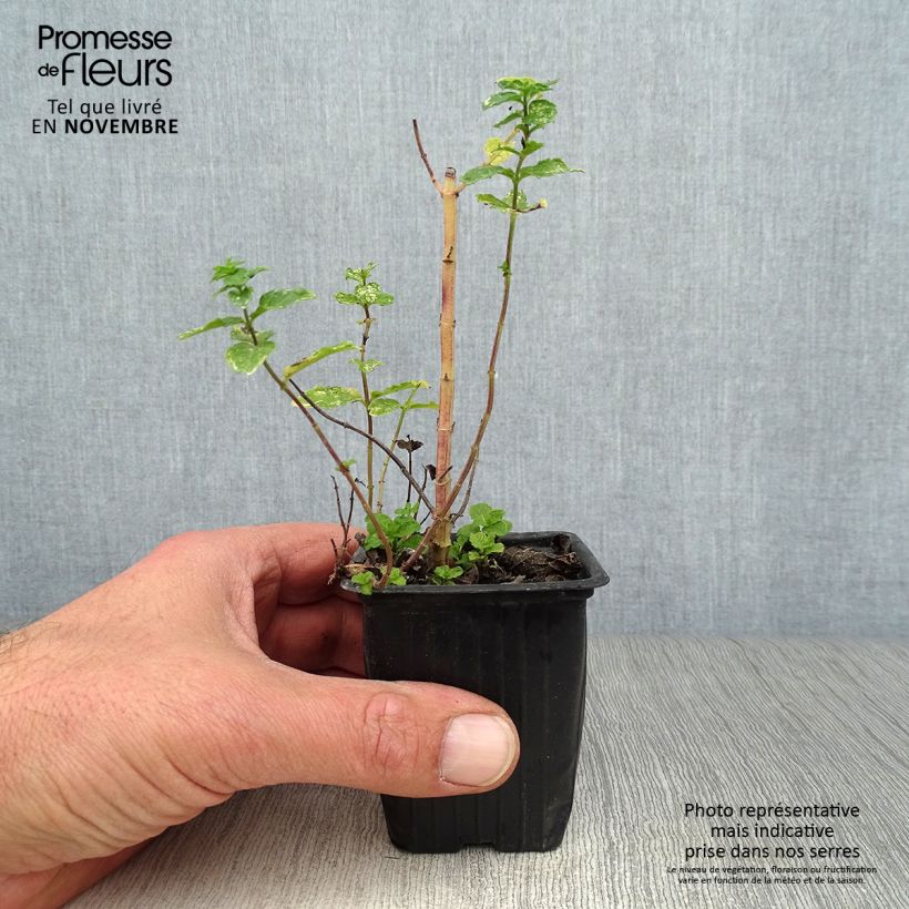 Spécimen de Menthe marocaine - Mentha spicata Nannah tel que livré en automne