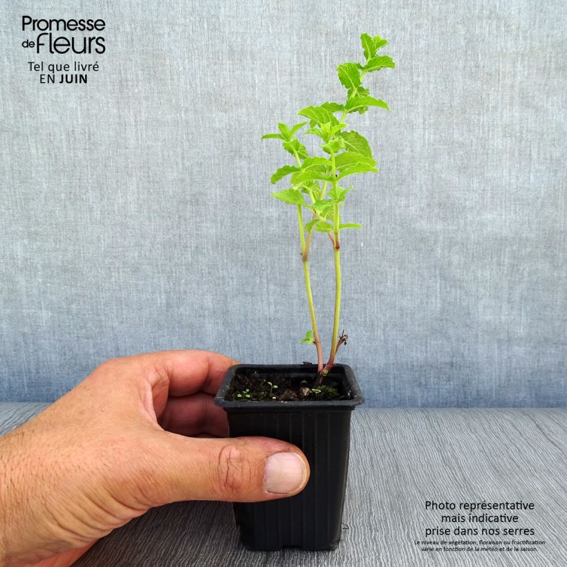 Spécimen de Menthe marocaine - Mentha spicata Nannah Godet de 7/8 cm tel que livré en été