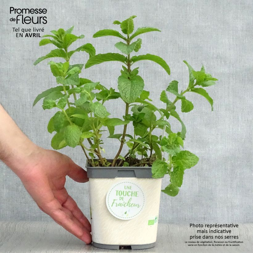 Spécimen de Menthe marocaine en plant BIO Pot de 1L./1.5L. tel que livré au printemps