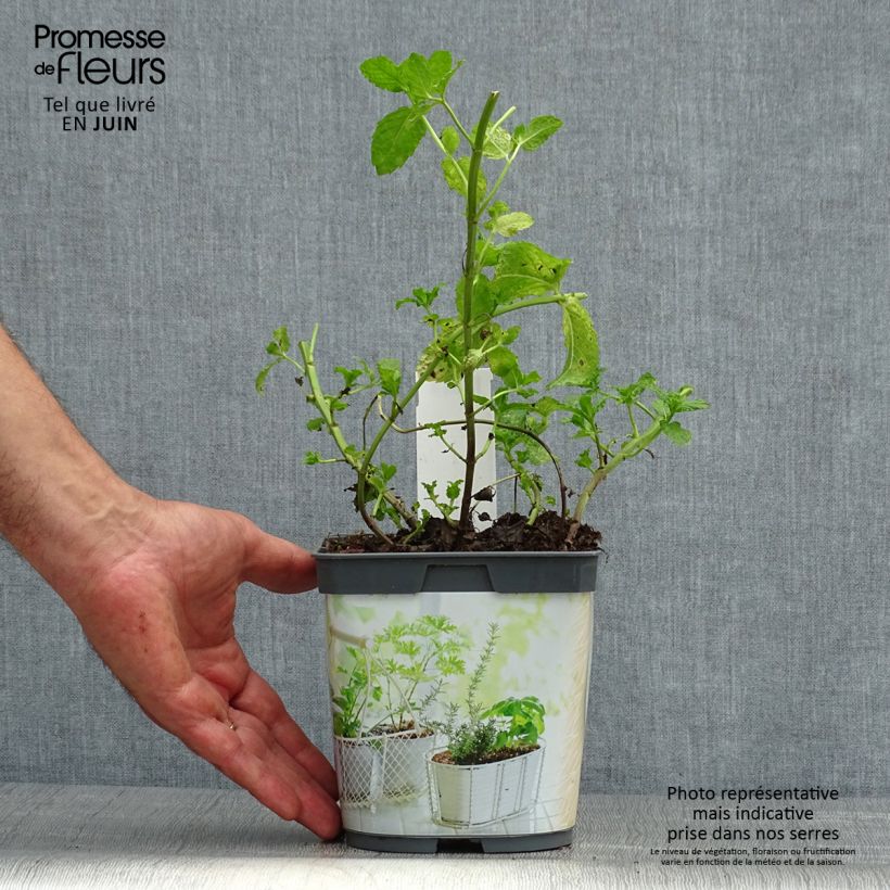 Spécimen de Menthe marocaine en plant BIO Pot de 1L/1,5L tel que livré en été