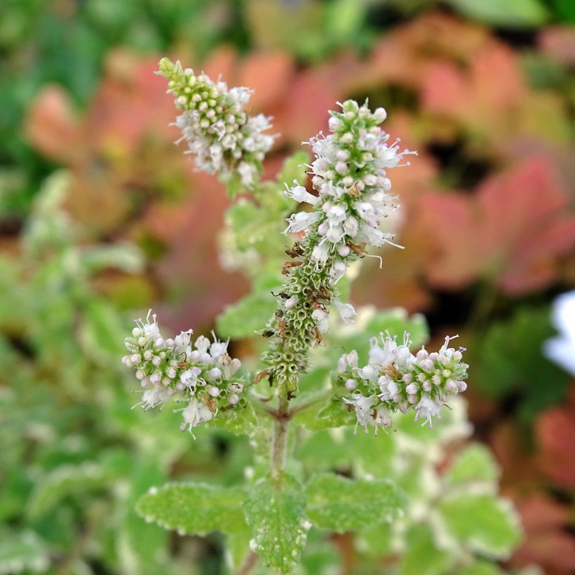 Menthe panachée - Mentha suaveolens Variegata (Floraison)