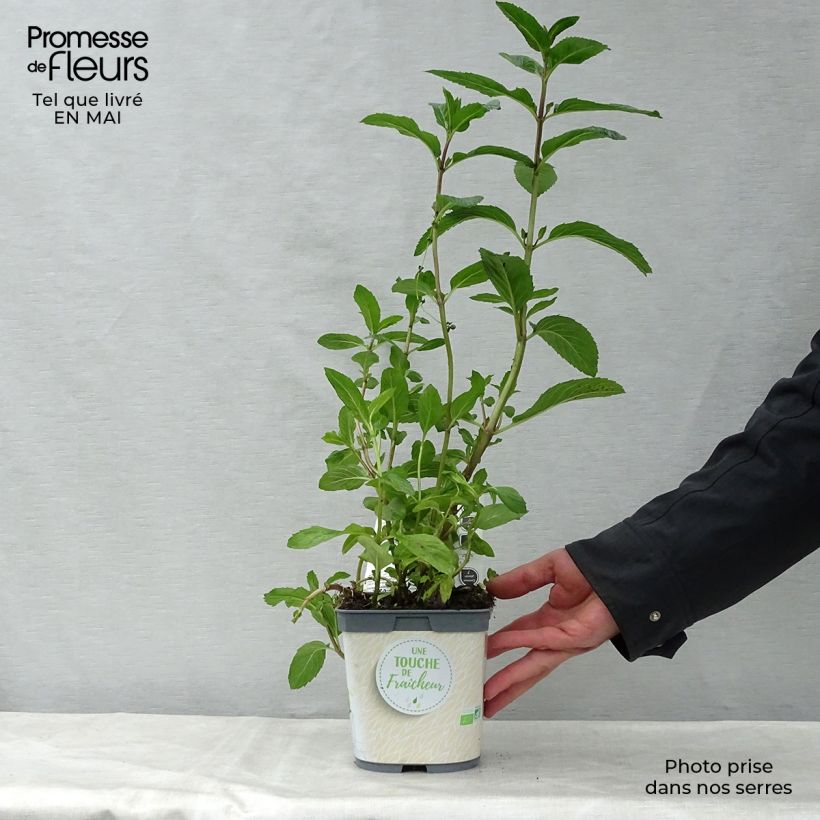 Spécimen de Menthe poivrée - Mentha piperata en plant BIO tel que livré au printemps
