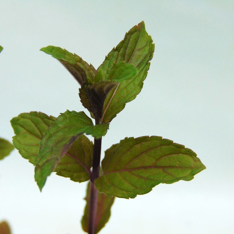 Menthe poivrée - Mentha piperita (Feuillage)