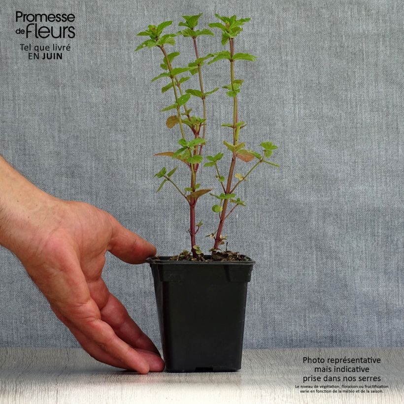 Spécimen de Menthe poivrée - Mentha piperita Godet de 8/9 cm tel que livré en été