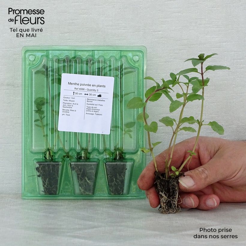 Spécimen de Menthe poivrée en plants Mini-motte 3 cm tel que livré au printemps