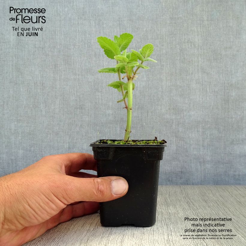 Example of Menthe pomme en plants  as you get in ete