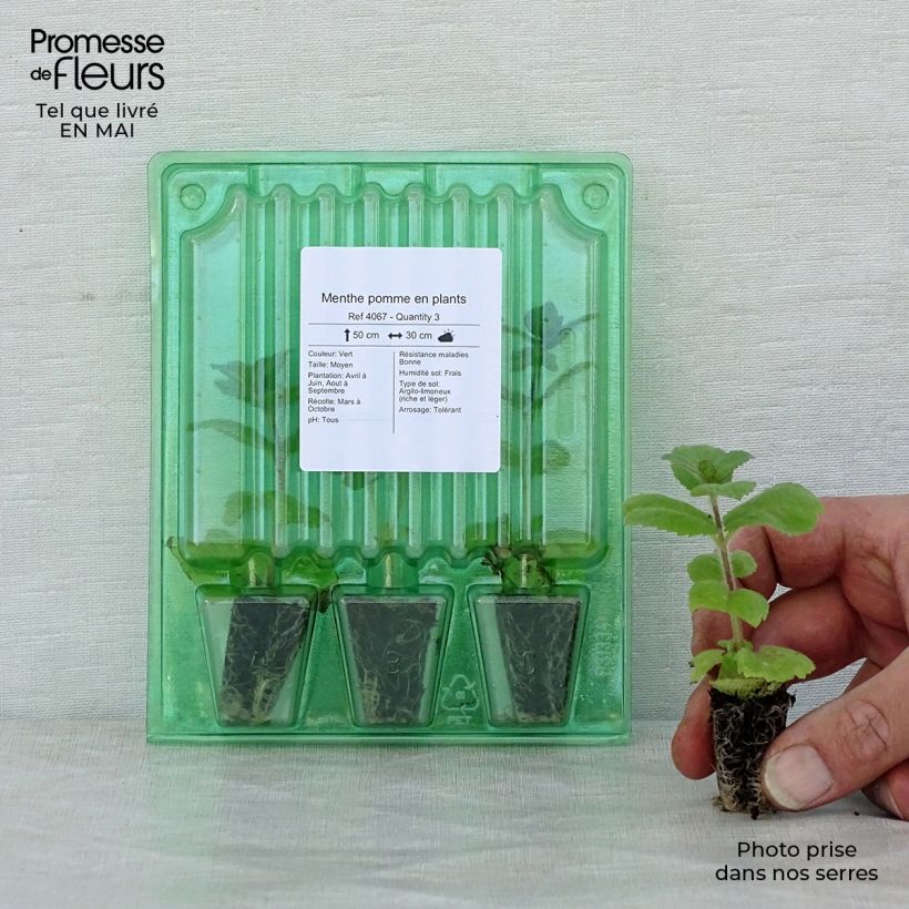 Spécimen de Menthe pomme en plants tel que livré au printemps