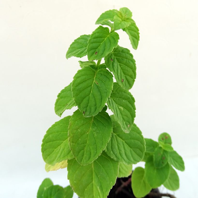 Menthe rotundifolia BIO (Feuillage)