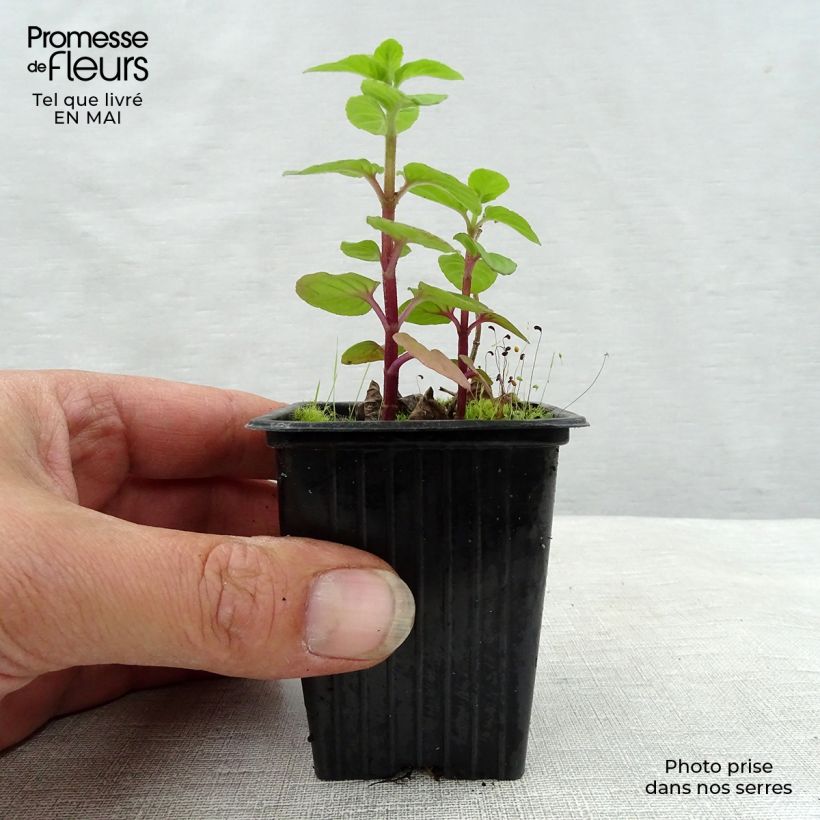 Spécimen de Menthe rotundifolia BIO Godet de 8 cm tel que livré au printemps
