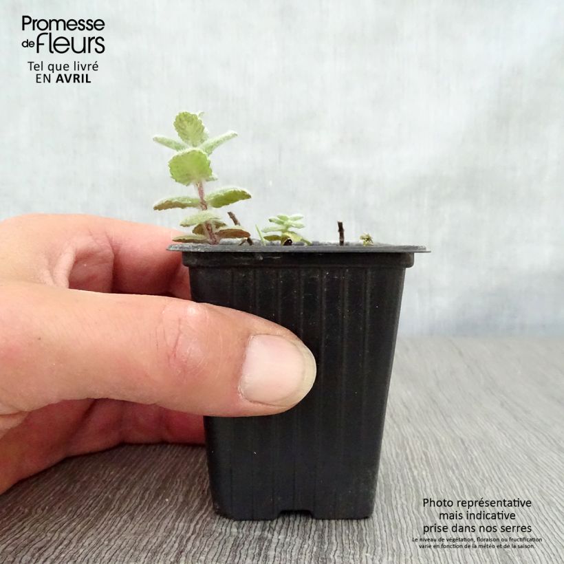 Spécimen de Menthe suave BIO - Mentha suaveolens - Pot de 2L/3L tel que livré au printemps
