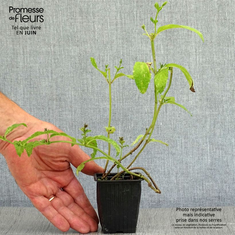 Spécimen de Menthe suisse - Mentha x piperita Swiss Godet de 8/9 cm tel que livré en été