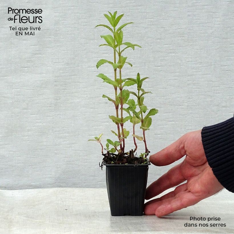 Spécimen de Menthe suisse - Mentha x piperita Swiss Godet de 8/9 cm tel que livré au printemps