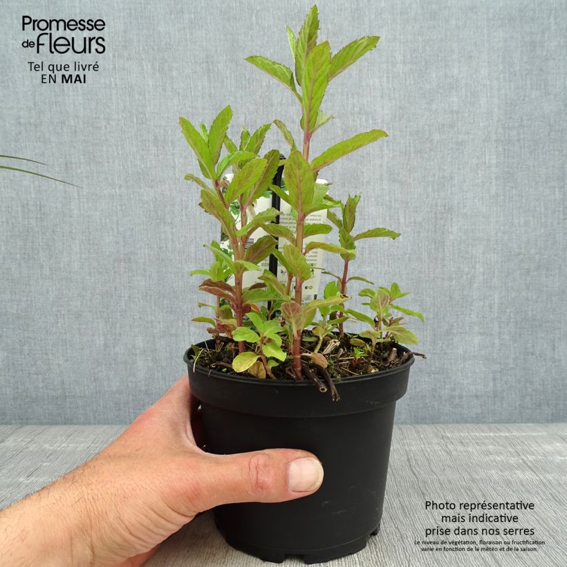 Spécimen de Menthe suisse - Mentha x piperita Swiss pot de 1.5L/2L tel que livré au printemps