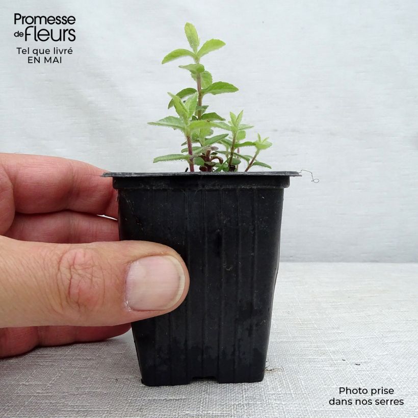 Spécimen de Menthe tomentosa BIO Godet de 8 cm tel que livré au printemps