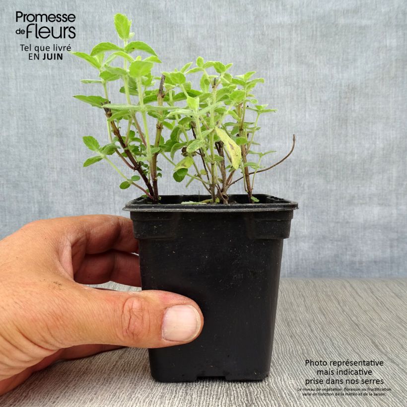 Spécimen de Menthe tomentosa BIO Godet de 8/9 cm tel que livré en été