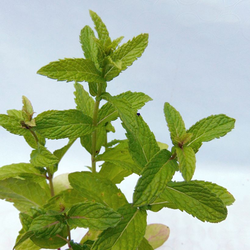 Menthe verte - Mentha spicata (Feuillage)