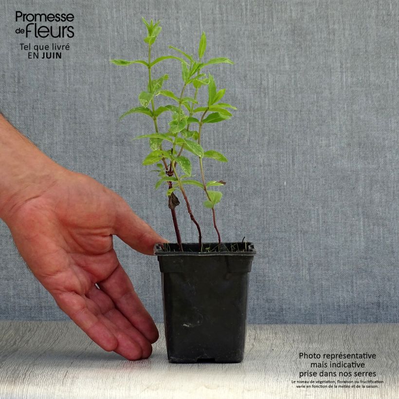 Spécimen de Menthe verte - Mentha spicata Godet de 8/9 cm tel que livré en été