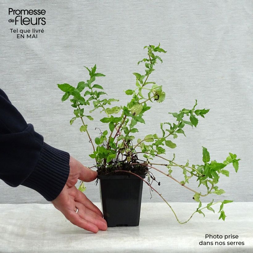 Spécimen de Menthe verte - Mentha spicata Godet de 8 cm tel que livré au printemps