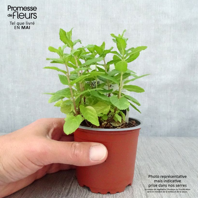 Spécimen de Menthe verte - Mentha spicata en plant BIO tel que livré en printemps
