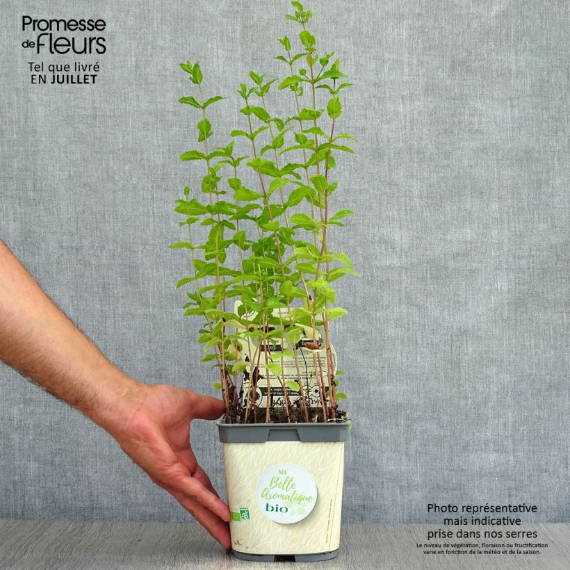 Spécimen de Menthe verte - Mentha spicata en plant BIO Pot de 2L/3L tel que livré en été