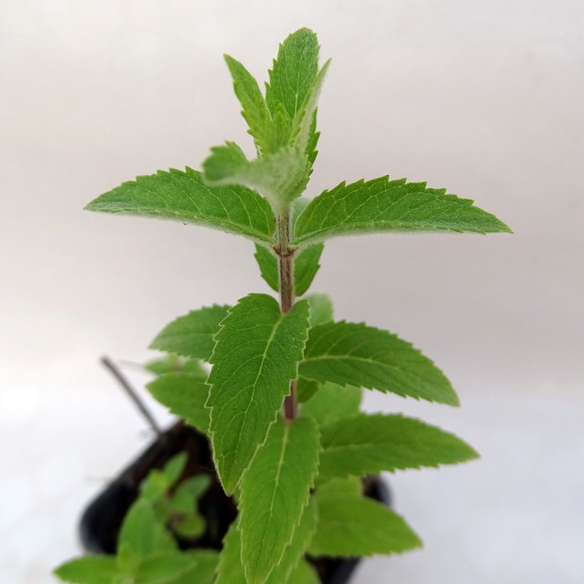 Menthe x  smithiana rubra BIO (Feuillage)