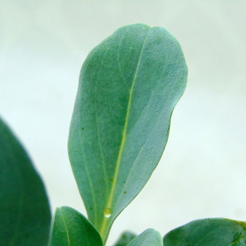 Mertensia maritima - Huître végétale   (Feuillage)