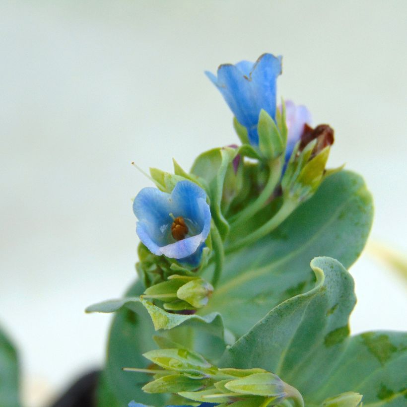 Mertensia maritima - Huître végétale   (Floraison)