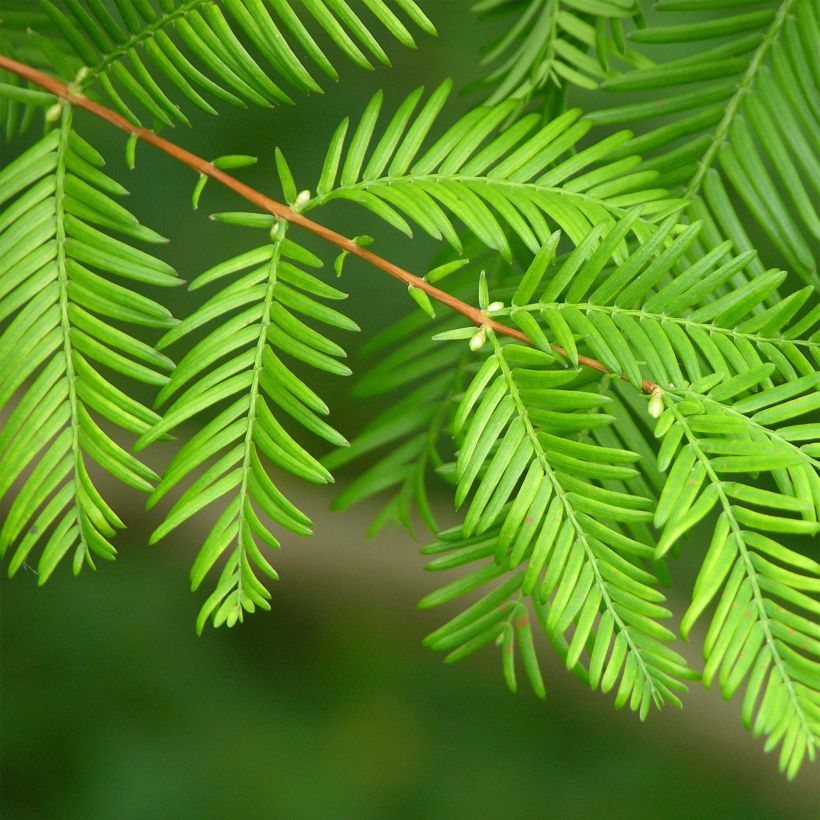 Metasequoia glyptostroboides (Feuillage)