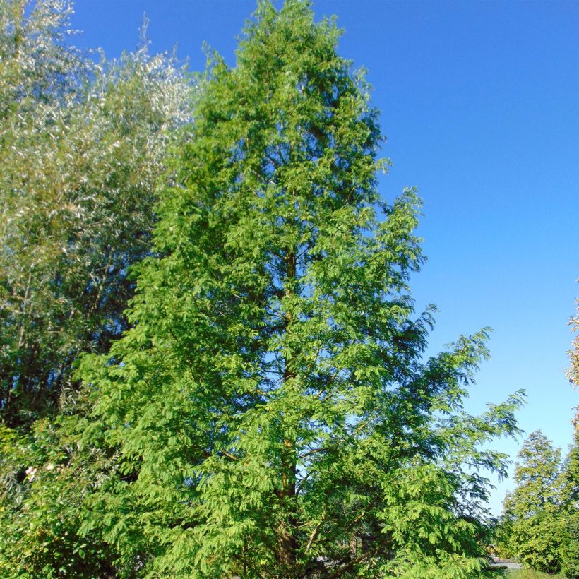 Metasequoia glyptostroboides (Port)