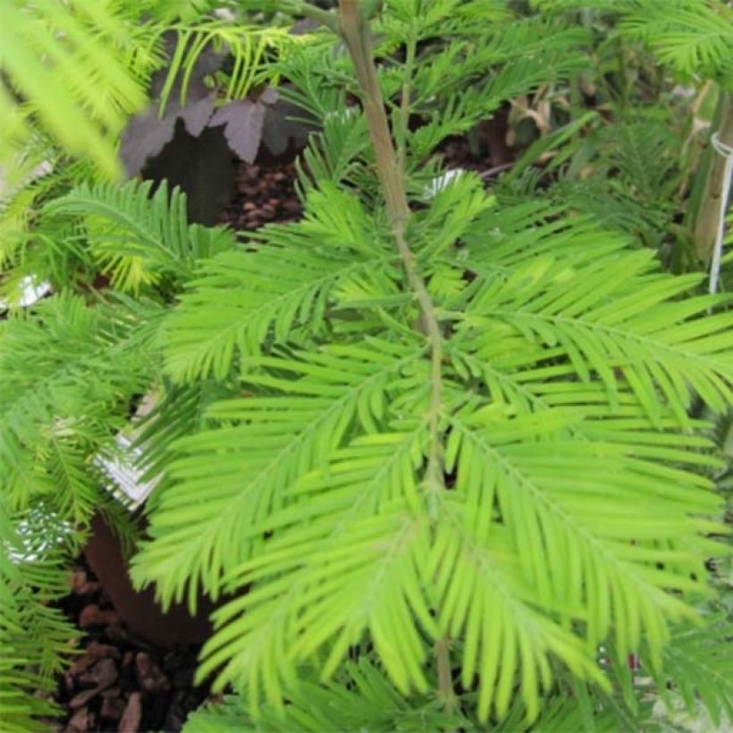 Metasequoia glyptostroboides Chubby (Feuillage)