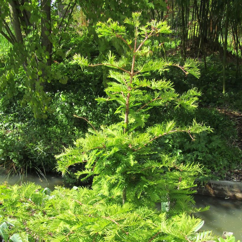 Metasequoia glyptostroboides Chubby (Port)