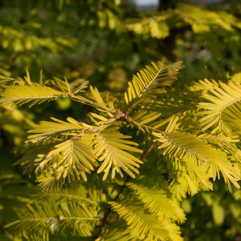 Metasequoia glyptostroboides Gold Rush (Feuillage)